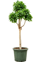 Lush Weeping Fig Ficus microcarpa ‘Nitida’ Tall Indoor House Plants Trees