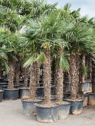 Windmill Palm Tree Trachycarpus fortunei