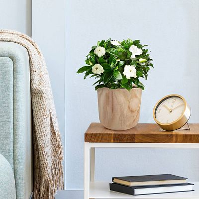 HORTICO CRAFT Wooden House Planter Round Indoor Plant Pot for House Plants with Waterproof Liner