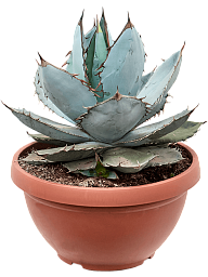 Easy-Care Chalk Agave titanota 'White Ice' Indoor House Plants