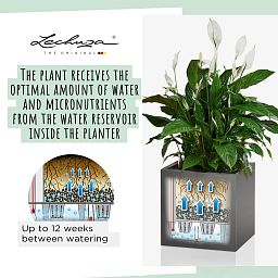 LECHUZA CANTO Low Square Poly Resin Self-watering Planter