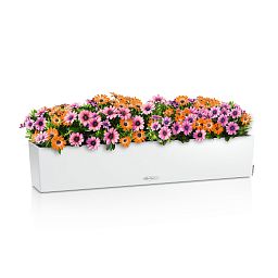 LECHUZA BALCONERA Color Trough Poly Resin Self-watering Planter