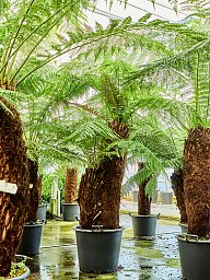 Lush Soft Tree Fern Dicksonia antarctica Tall Indoor House Plants Trees