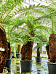 Lush Soft Tree Fern Dicksonia antarctica Tall Indoor House Plants Trees