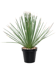 Easy-Care Deset Spoon Dasylirion serratifolium Indoor House Plants