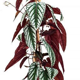 Striking Grape Ivy Cissus discolor Indoor House Plants