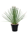 Easy-Care Deset Spoon Dasylirion serratifolium Indoor House Plants