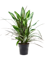 Easy-Care Corn Plant Dracaena combo Tall Indoor House Plants Trees