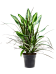 Easy-Care Corn Plant Dracaena combo Tall Indoor House Plants Trees