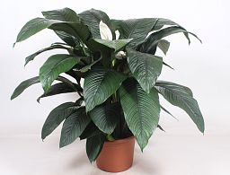 Lush Peace Lily Spathiphyllum 'Sensation' Indoor House Plants