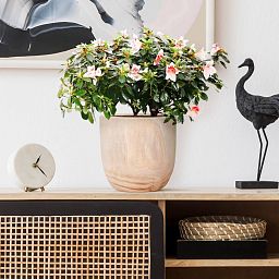 HORTICO RADIAL Wooden House Planter Round Indoor Plant Pot for House Plants with Waterproof Liner