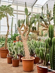 Opuntia quitensis