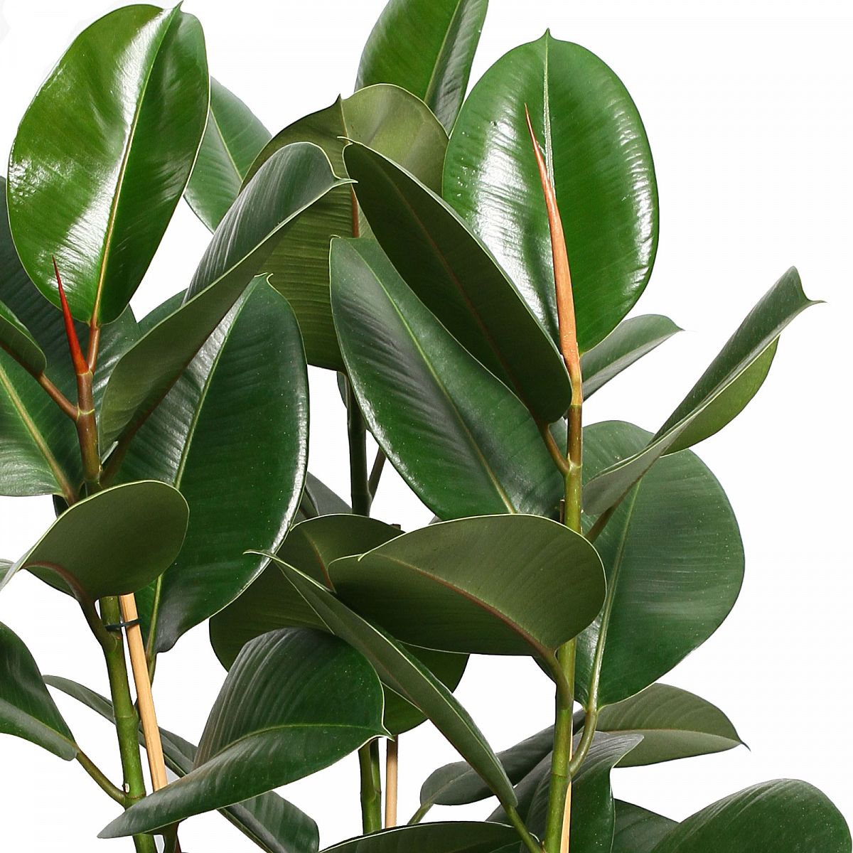 Lush Rubber Plant Ficus elastica 'Robusta' Indoor House Plants