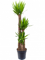 Insta-friendly Spineless Yucca elephantipes Tall Indoor House Plants Trees