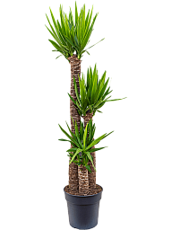 Insta-friendly Spineless Yucca elephantipes Tall Indoor House Plants Trees