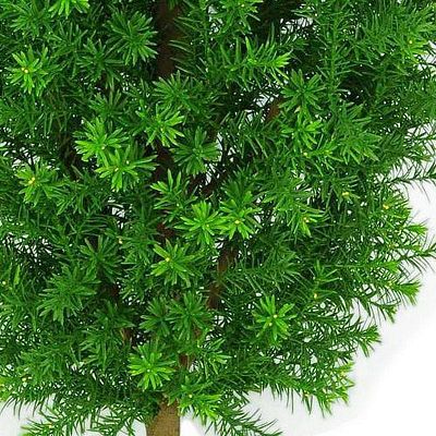 TAXUS Artificial Tree Plant