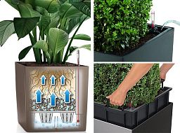 Schefflera in LECHUZA CUBE Self-watering Planter, Total Height 65 cm