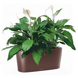 Blooming Spathiphyllum Sweet Chico in LECHUZA DELTA Self-watering Planter, Total Height 50 cm