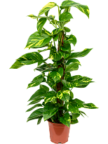 Shade-loving Pothos Scindapsus (Epipremnum) 'Aureum' Indoor House Plan...
