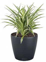 Chlorophytum Atlantic in LECHUZA CLASSICO Color Self-watering Planter, Total Height 35 cm