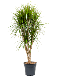 Showy Madagascar Dragon Tree Dracaena marginata Tall Indoor House Plants Trees