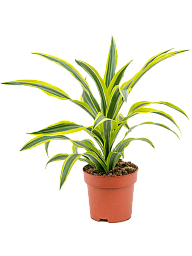 Colorful Corn Plant Dracaena fragrans 'Lemon Lime' Tall Indoor House Plants Trees