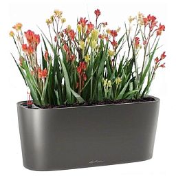 Blooming Anigozanthos (Kangaroo Paw) in LECHUZA DELTA Self-watering Planter, Total Height 45 cm