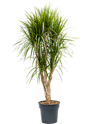 Showy Madagascar Dragon Tree Dracaena marginata Tall Indoor House Plants Trees
