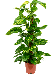 Shade-loving Pothos Scindapsus (Epipremnum) 'Aureum' Indoor House Plants