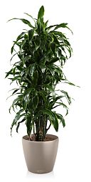Dracaena Fragrans Arturo in LECHUZA CLASSICO Color Self-watering Planter, Total Height 160 cm