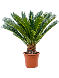 Sago Palm Cycas revoluta