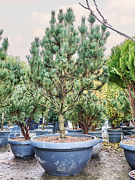 Pinus mugo 'Rigi'