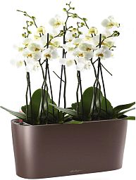 Blooming Phalaenopsis Orchid in LECHUZA DELTA Self-watering Planter, Total Height 60 cm
