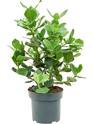 Graceful Autograph Tree Clusia rosea 'Princess' Indoor House Plants