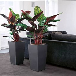 LECHUZA CUBICO Square Tall Poly Resin Self-watering Planter