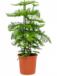 Norfolk Island Pine Araucaria heterophylla (200-250)