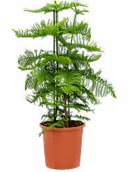 Norfolk Island Pine Araucaria heterophylla