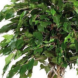FICUS EXOTICA BALL Artificial Tree Plant
