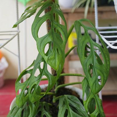 Shade-loving Monkey Leaf Monstera adansonii Indoor House Plants