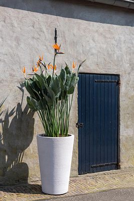 Fibrestone Belle Tall Planter by Idealist Premium