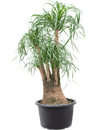 Tropical Ponytail Palm Beaucarnea recurvata Tall Indoor House Plants Trees