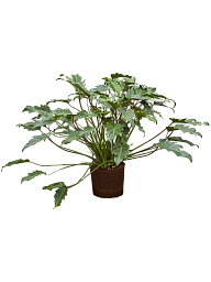 Lush Heart-Leaf Philodendron 'Xanadu' Indoor House Plants