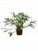 Lush Heart-Leaf Philodendron 'Xanadu' Indoor House Plants