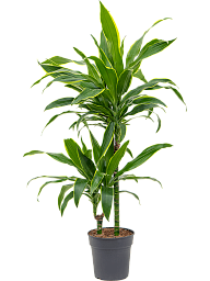 Vibrant Corn Plant Dracaena fragrans 'Arturo' Tall Indoor House Plants Trees