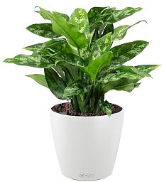 Aglaonema Maria in LECHUZA CLASSICO Color Self-watering Planter, Total Height 35 cm