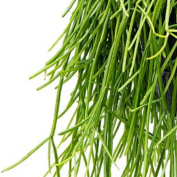 Easy-Care Mistletoe Cactus Rhipsalis kirbergii Indoor House Plants