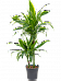 Vibrant Corn Plant Dracaena fragrans 'Arturo' Tall Indoor House Plants Trees