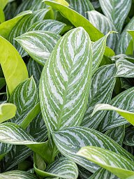 Shade-loving Chinese Evergreen Aglaonema 'Stripes' Indoor House Plants