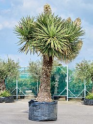 Yucca filifera 'Australis'