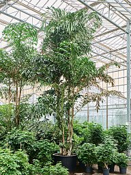 Lush Fishtail Palm Caryota mitis (650-725) Indoor House Plants
